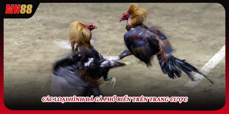 Các loại hình Đá gà phổ biến trên trang cược