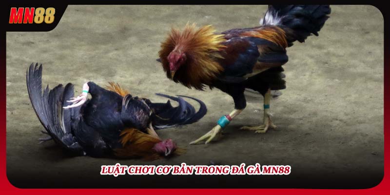 Luật chơi cơ bản trong đá gà MN88